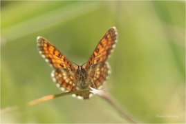 <p>HNĚDÁSEK JITROCELOVÝ (Melitaea athalia)Slovensko - Volovské vrchy ----- /Heath fritillary - Wachtelweizen-Scheckenfalter/</p>